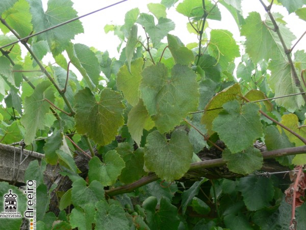 Calepitrimerus vitis - Bronceado de las hojas causado por acariosis.jpg